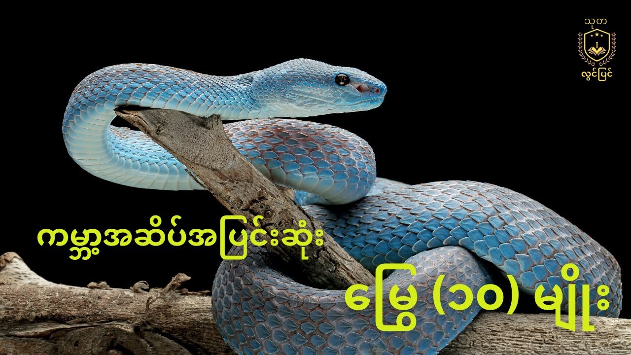 ကမ္ဘာ့အဆိပ်အပြင်းဆုံး မြွေ (၁၀) မျိုး | Top 10 most venomous snakes in the world #snakes