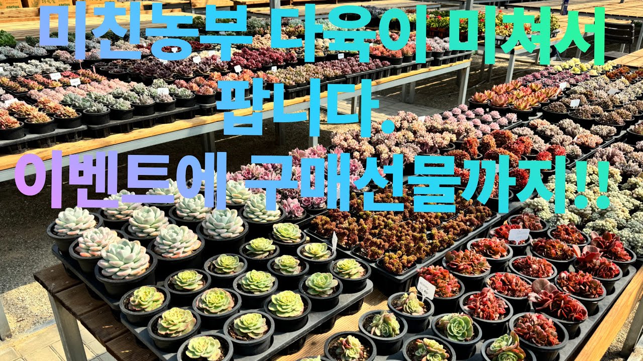 미친농부 다육이 미쳐서 판매합니다