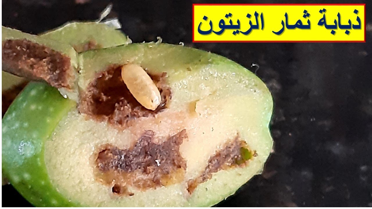 2020 ذبابة ثمار الزيتون - دراسة ومكافحة - في لبنان