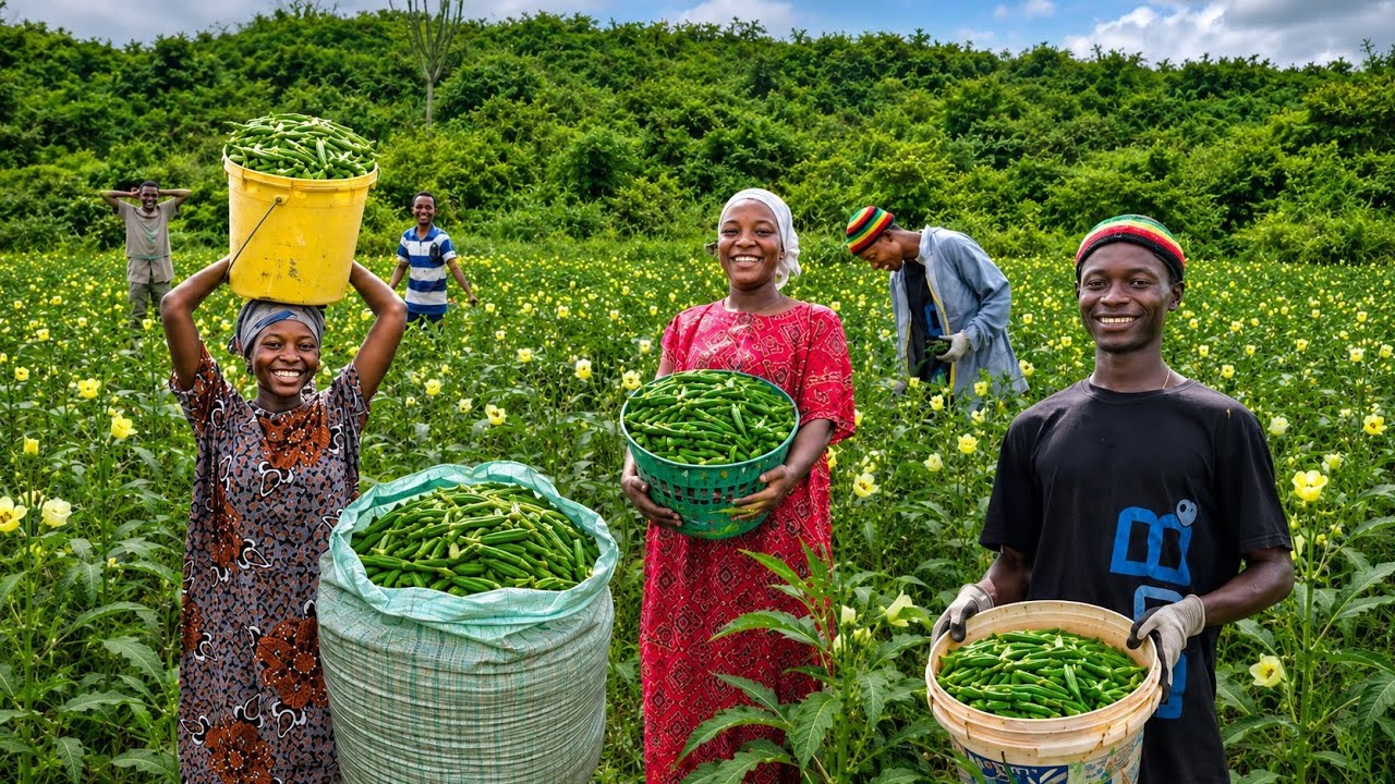 African Mom Huge Okra Harvest🫛  | Cooking Delicious Village Food
