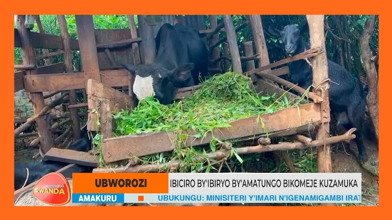 Ni iki kirimo gutuma ibiciro by'ibiryo by'amatungo bikomeza kuzamuka? | #WARAMUTSE_RWANDA