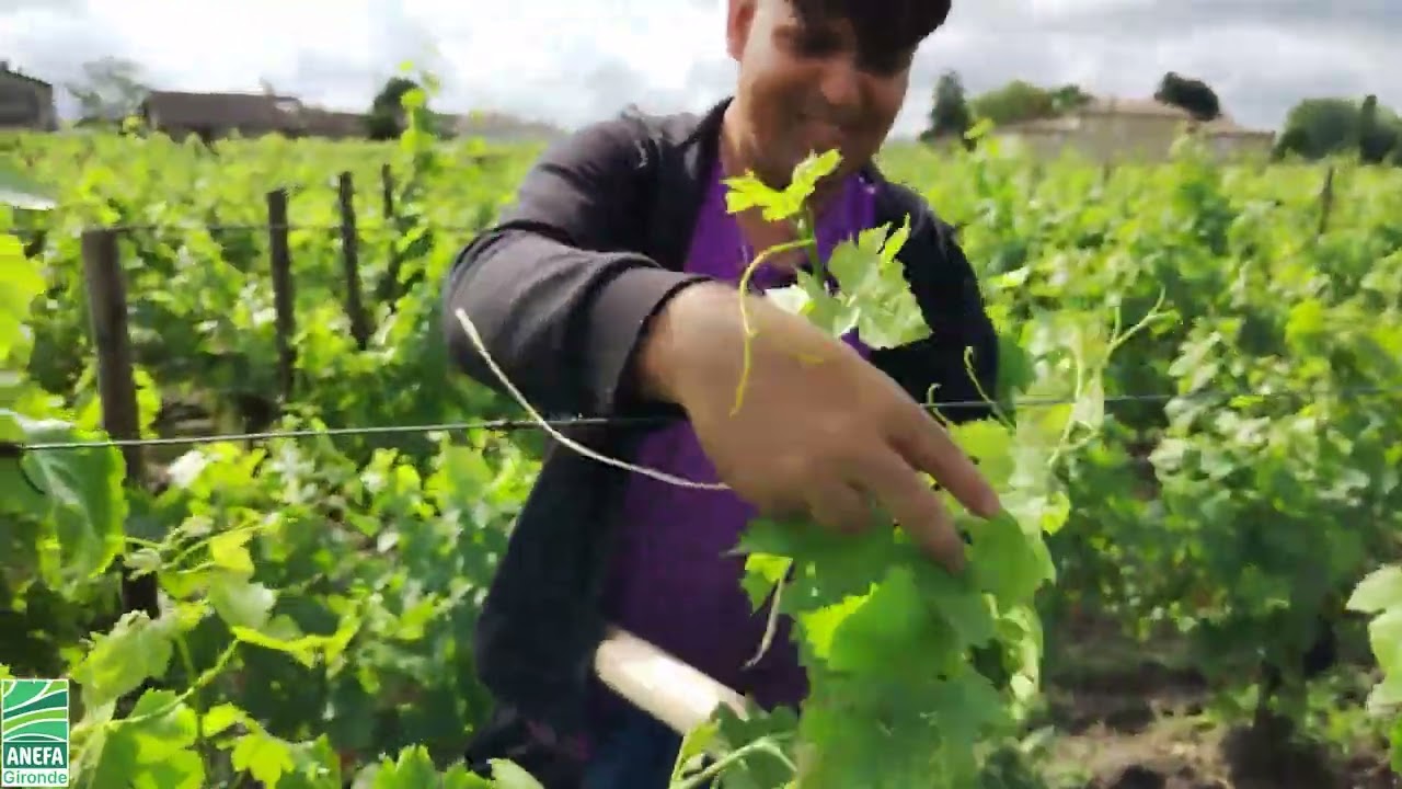 Effeuillage + Relevage Omargul vidéo non traduite