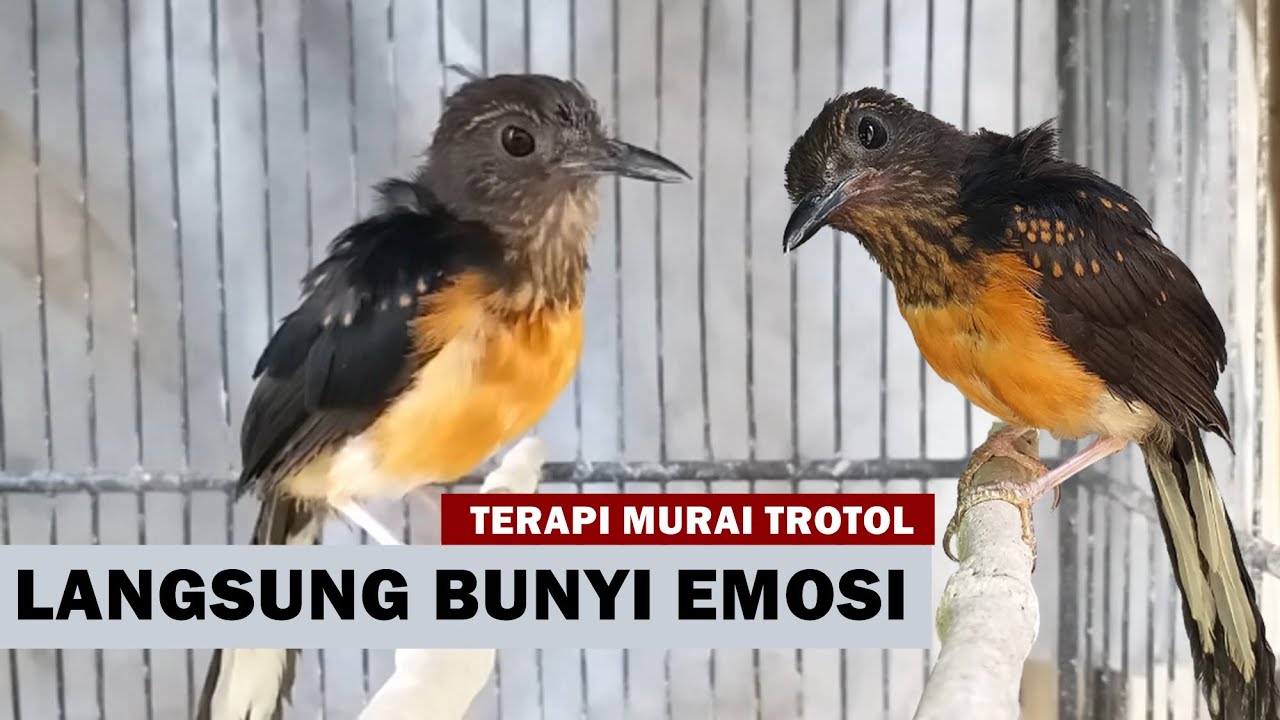 SUARA PANCINGAN  MURAI BATU TROTOL AGAR CEPAT BELAJAR BUNYI NGEPLONG & EMOSI BONGKAR ISIAN