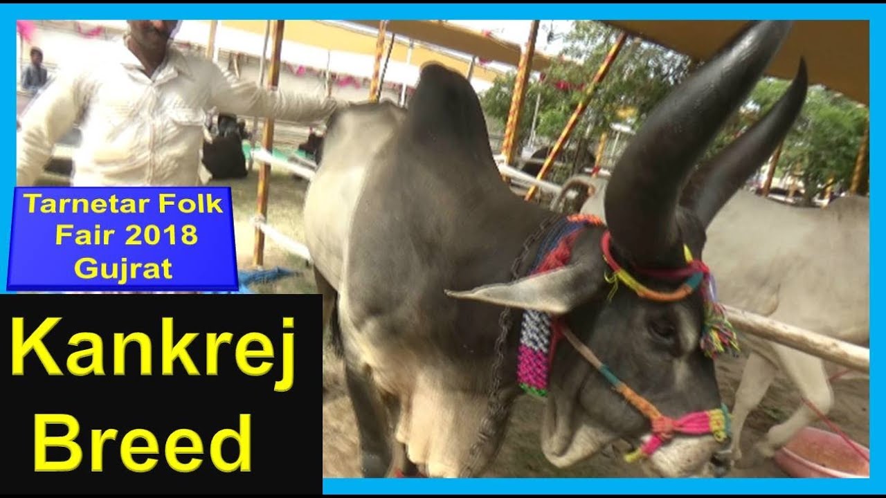 कांकरेज गाय ,सांड , बछड़ा Kankrej Cows, Bull, Calf in Tarnetar No Melo , ( તરણેતરનો મેળો ), Gujarat