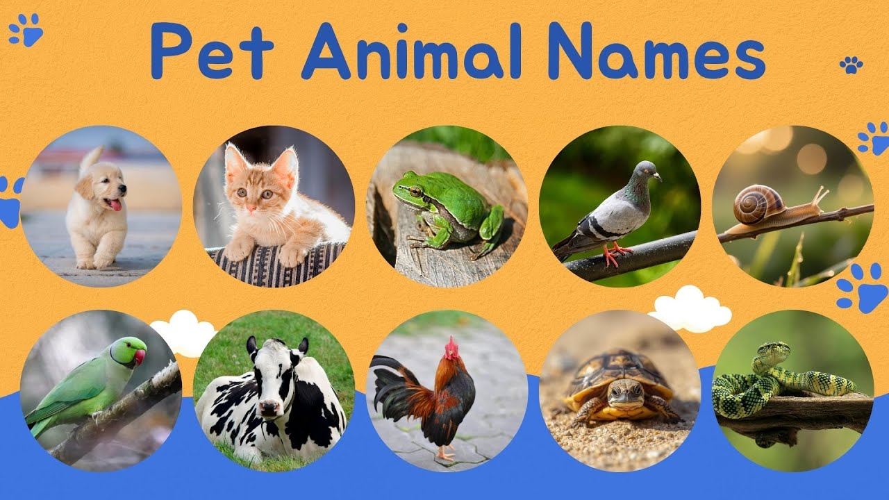 Pet Animals Names for Kids | Learn & Play | Animals Name | Animal for Kids | Animal Video