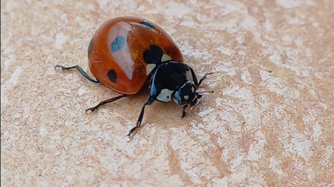 I Flipped a Ladybug and She Did THIS 😱🐞 Amazing Recovery! #ladybug #insects #animals #video4k