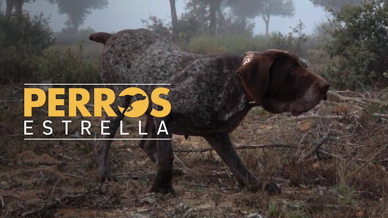 Kira, excelencia de la raza perdiguero de Burgos