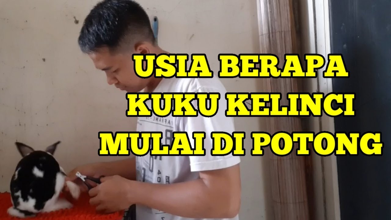 KAPAN WAKTU YANG TEPAT UNTUK MEMOTONG KUKU KELINCI