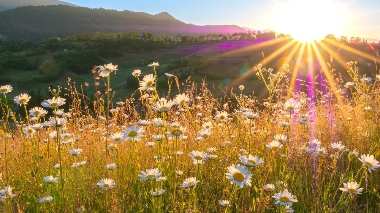 Sunrise forest Wilderness, Relaxing Music, Peaceful Soothing Instrumental Music by Tim Janis
