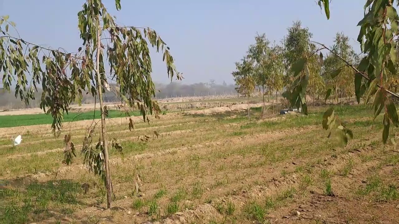 15 small acres land with one motor connection for sale app 1 k.m  inside  una highway , Hoshiarpur.