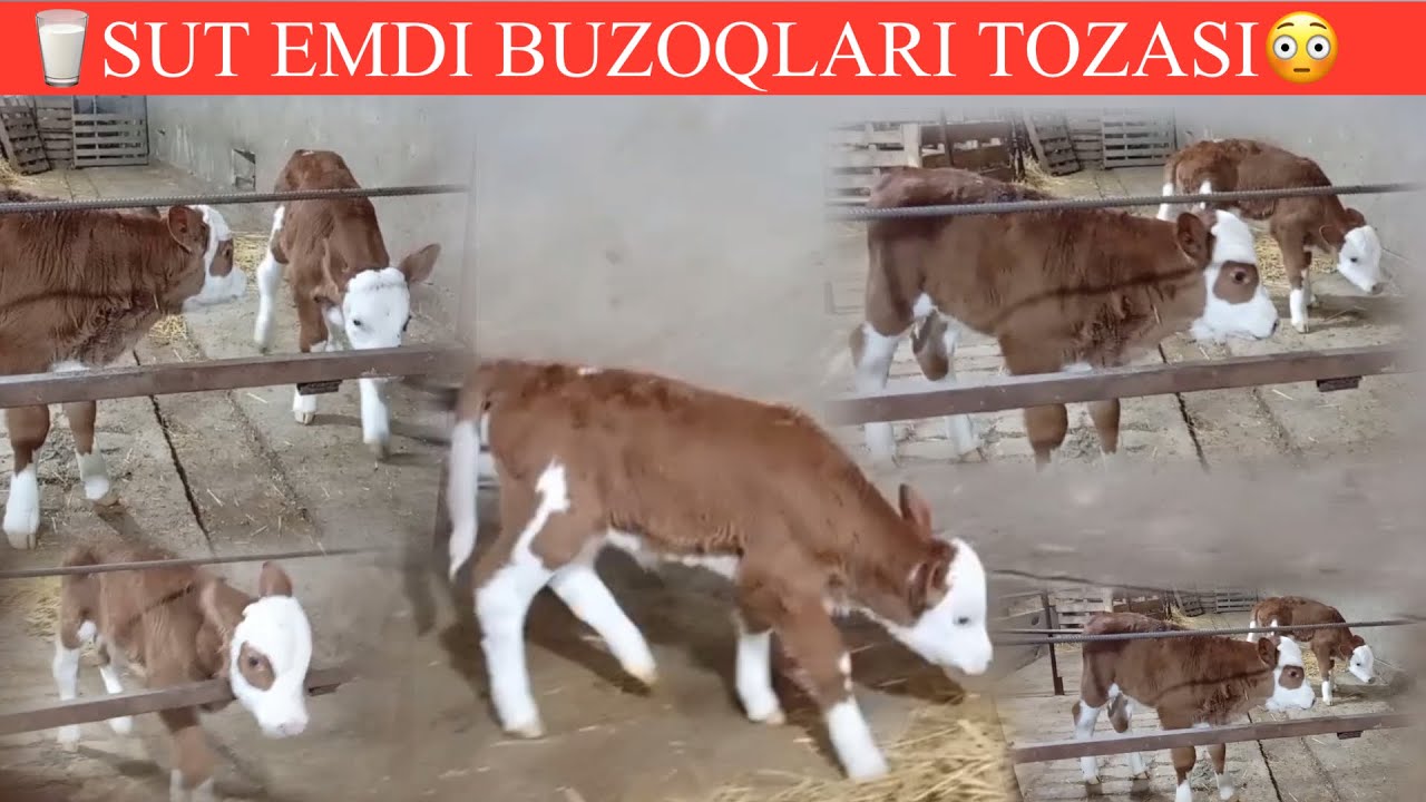 🥛SUT EMDILAR😳KOTTA FERMADA💥OLIY SOʻRT TOZASI SHULAT SONI KAM TUGAP QOLMASIN🏃