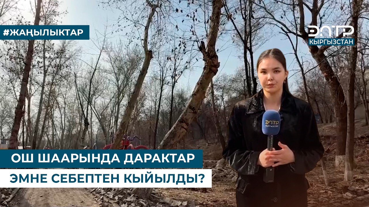 ОШ ШААРЫНДА ДАРАКТАР ЭМНЕ СЕБЕПТЕН КЫЙЫЛДЫ?