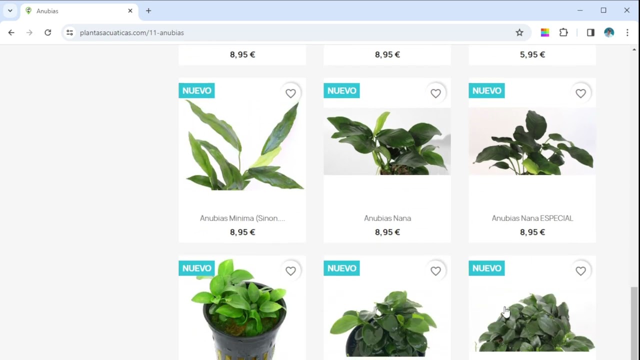 PLANTASACUATICAS.COM - Nace la mayor web del mundo de plantas acuaticas y es ESPAÑOLA