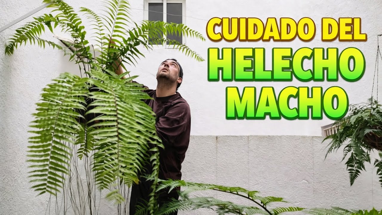 🥶SALVANDO MI HELECHO MACHO ANTES DEL INVIERNO 🥶