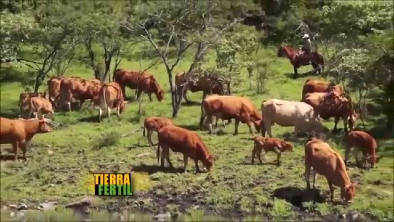 COSECHA DE AGUA DE LLUVIA