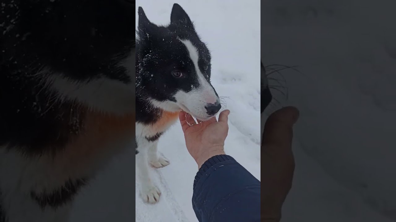 Хаски нашёл подругу