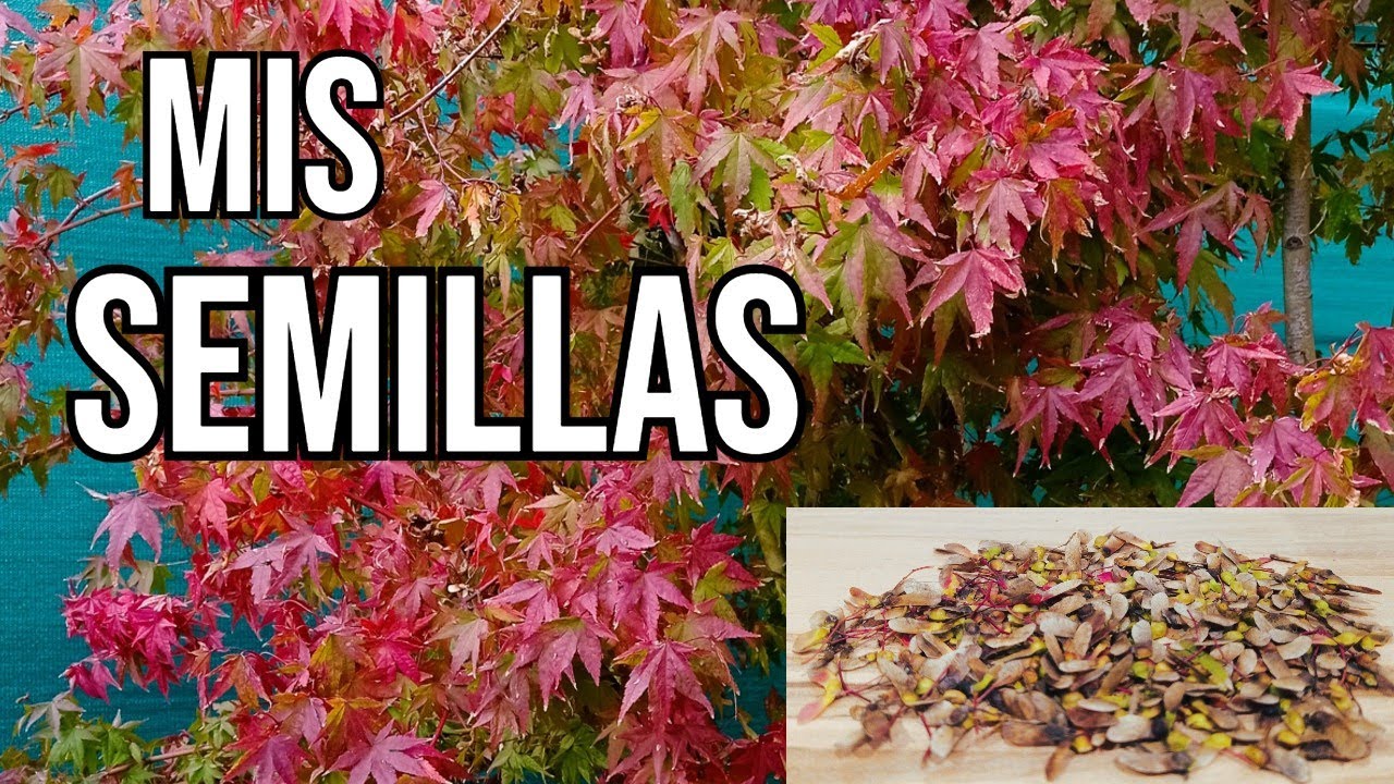 Recogida de Semillas de Arce Palmatum Yamamomiji y proceso de Estratificación - BONSAI