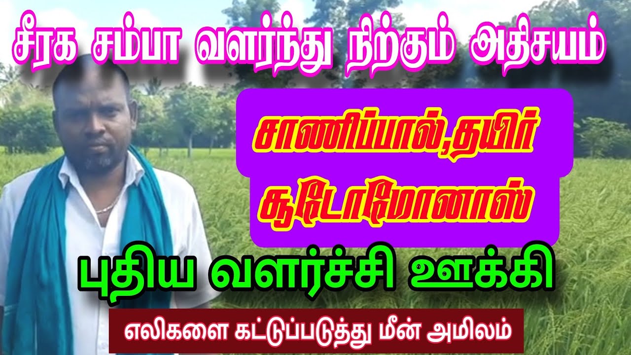 சாணிப்பால் சூடோமோனாஸ் தயிர் சீரக சம்பா வளர்ச்சியின் ரகசியம்