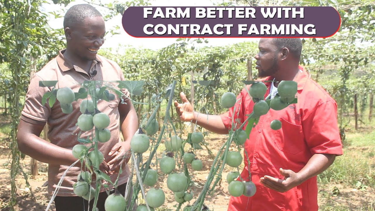 PASSION FRUIT FARMING IN UGANDA, CONTRACT FARMING TAKING OVER