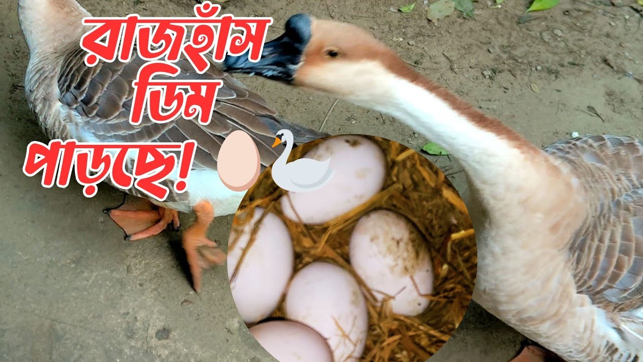 ১ বছরে মাত্র ২ বার ডিম পারলো | কি ঘটলো আমার রাজহাঁসের সাথে।