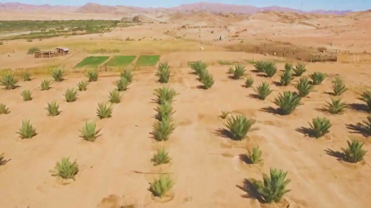 Gaidip Oasis Date Farm