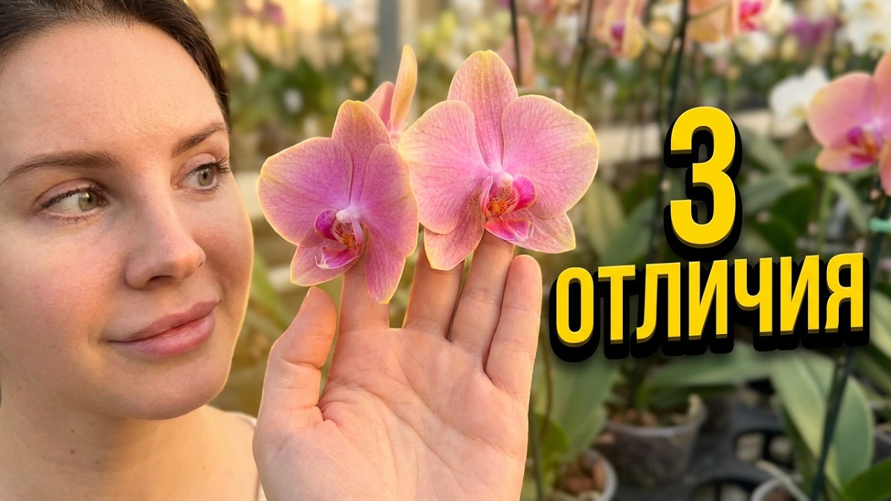 Две похожие #орхидеи и в тоже время разные! Три отличия Phal. Baby Dynamite от Phal. Rosseta #fyp