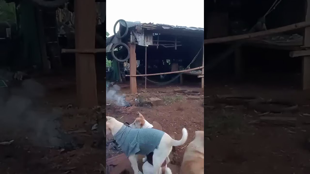“Beloved Animals Need Warmth Every Winter Morning – Monkeys, Cats, and Dogs”