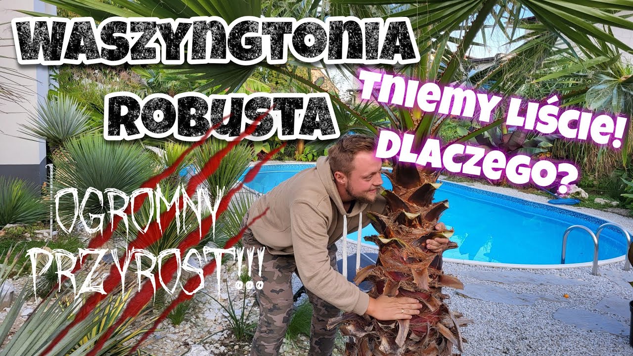 Królowa Ogrodu Palma Waszyngtonia - Cięcie Liści!