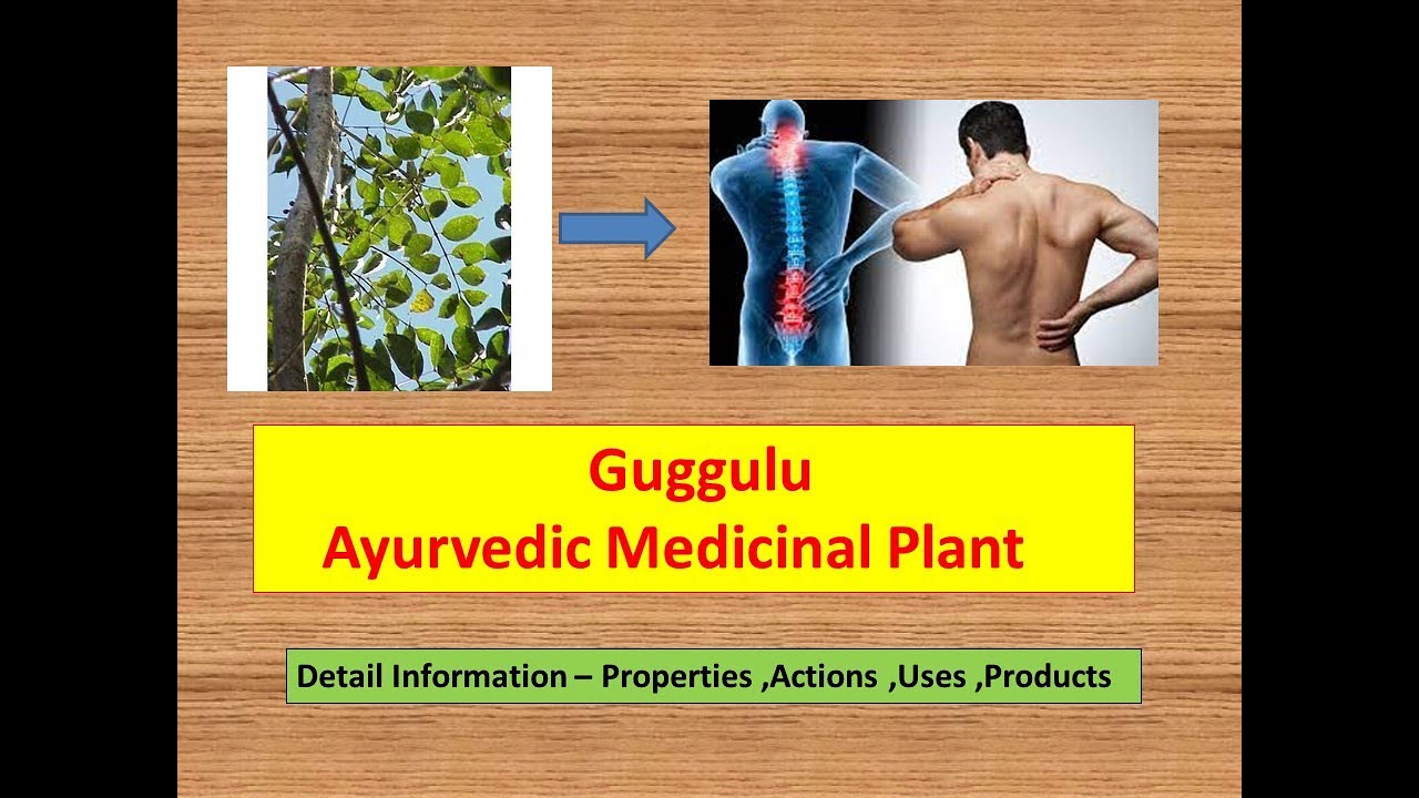 Гуггулу l Коммифора Мукул l Польза для здоровья Гуггулу l Лечение артрита l Свойства l Использование