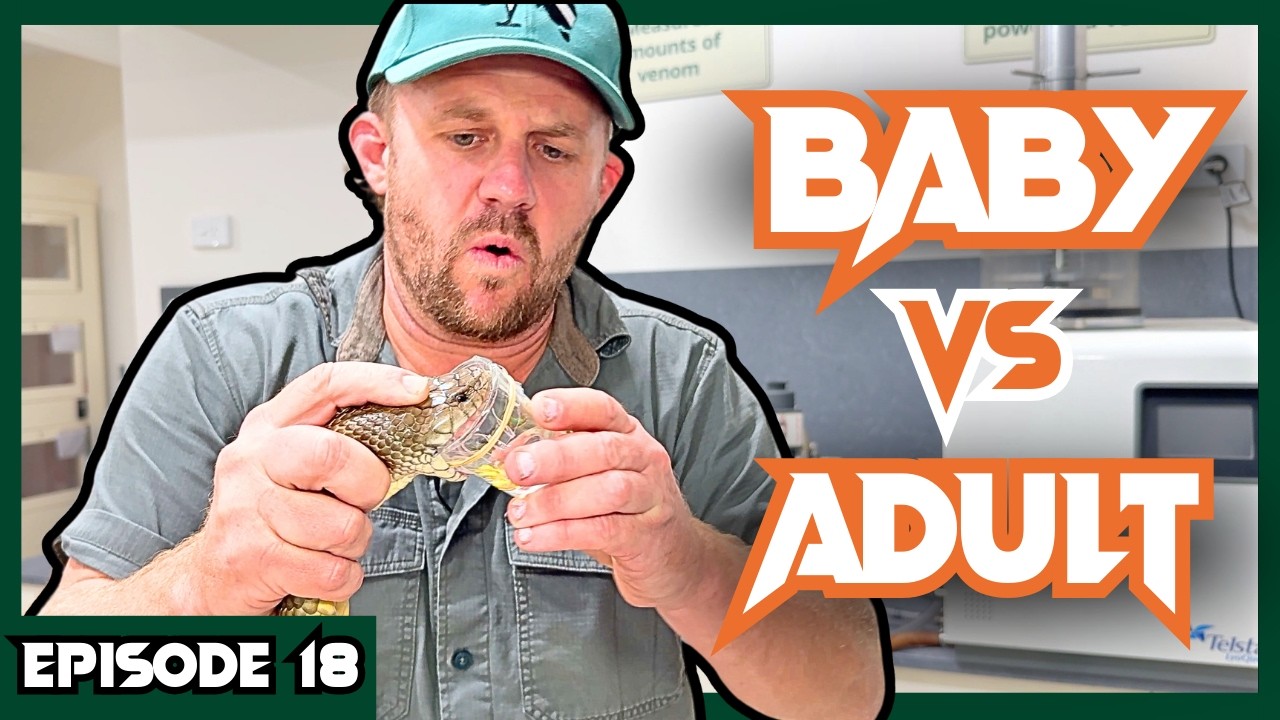 Breeding Australia's Most VENOMOUS SNAKES | Venom Diaries