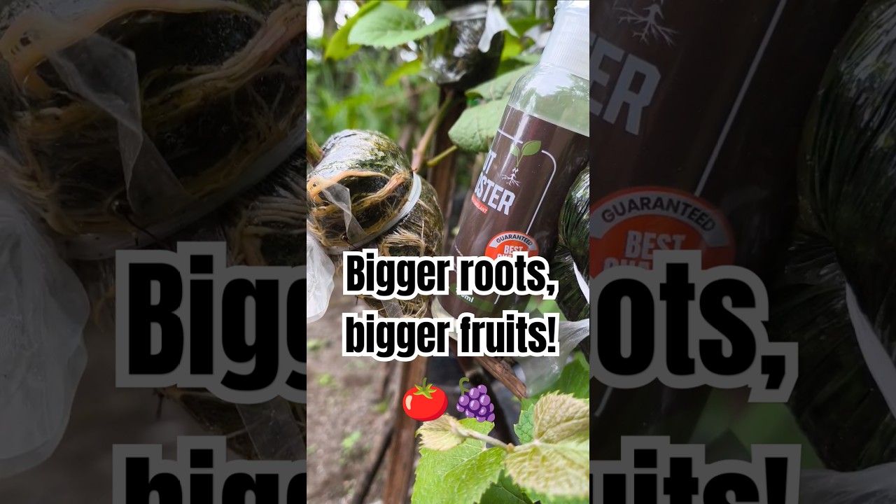 Bigger roots, bigger fruits! 🍅🍇 #GrowStrong #garden #gardening #grapenation