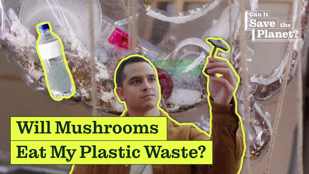 Can Mushrooms Save the Planet?