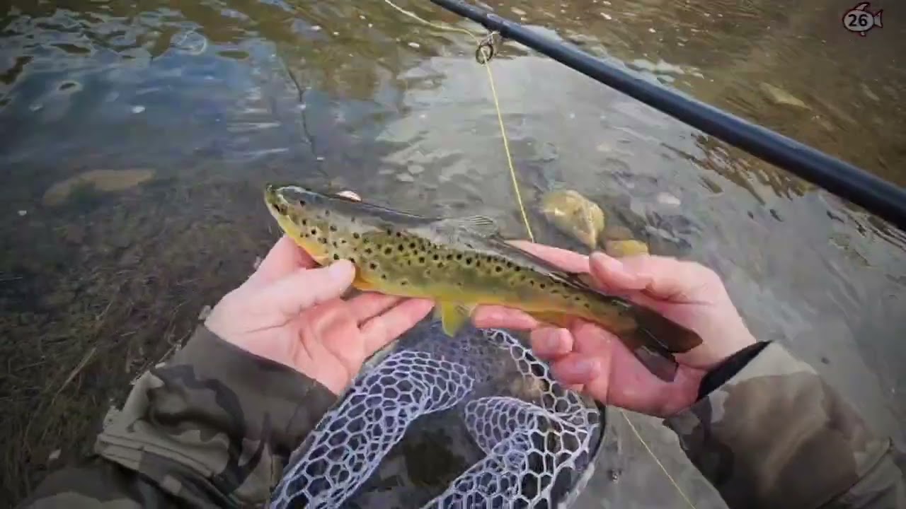 Bunch of trout on the fly