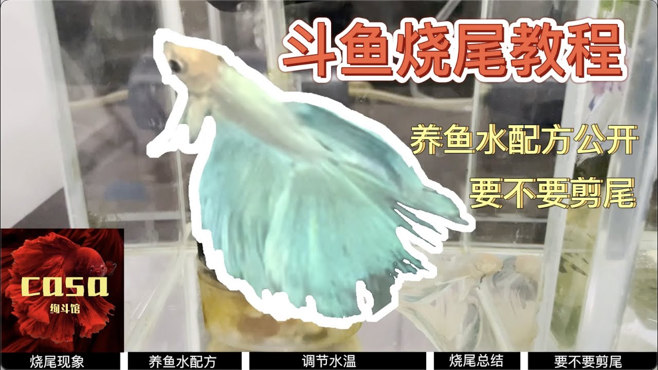 泰国斗鱼烧尾治疗教程，养鱼用水配方公布，要不要剪尾