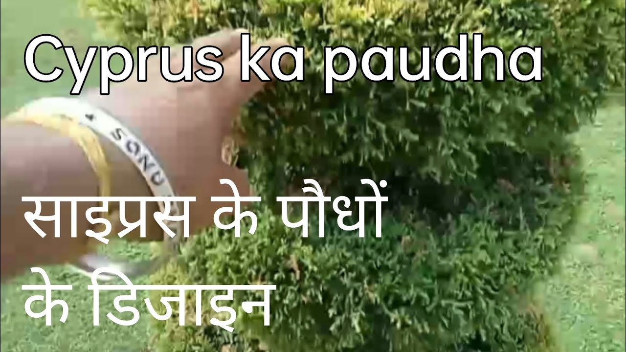 Cyprus ka paudha साइप्रस के पौधों के डिजाइन