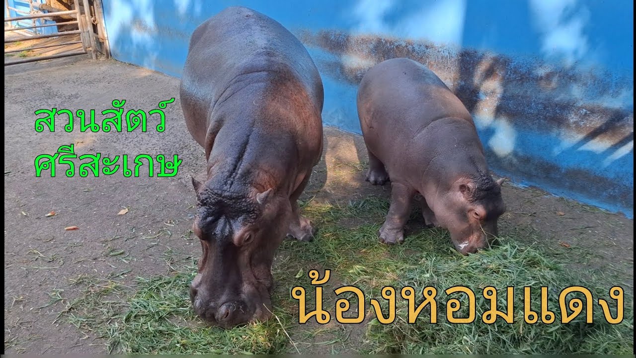 น้องหอมแดง (ลูกฮิปโปโปเตมัส) 
