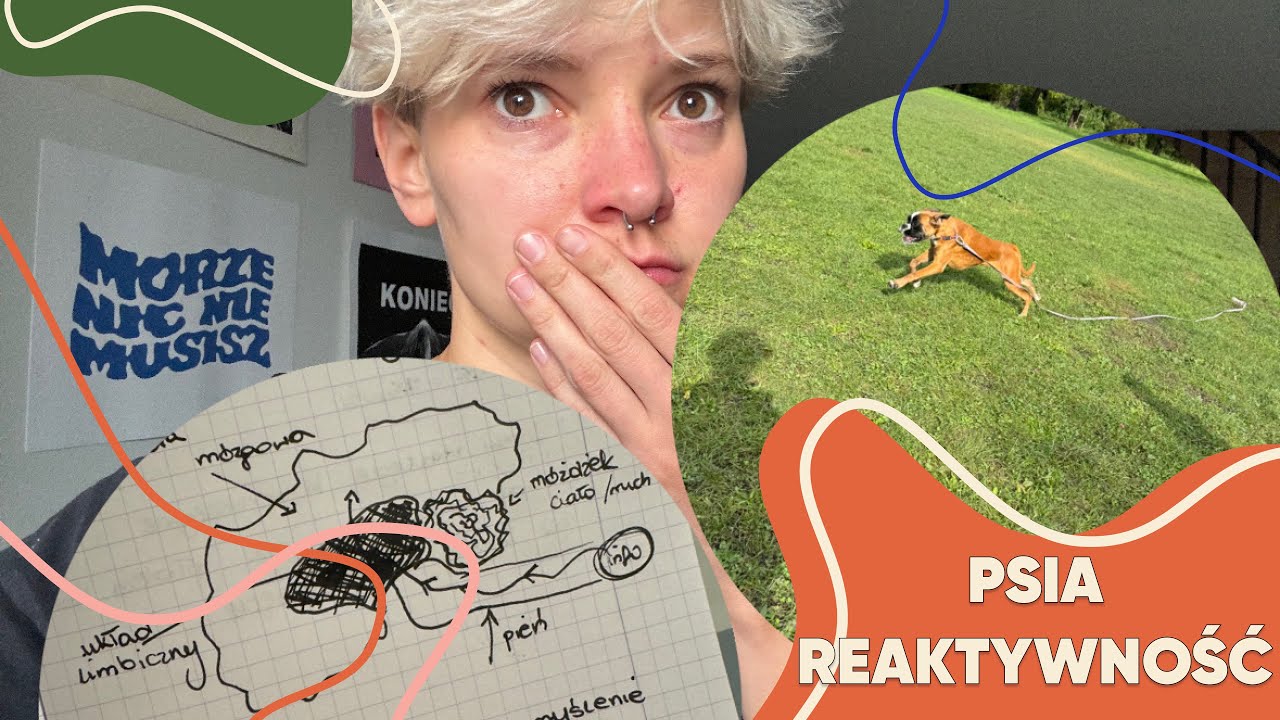 Jak oduczyć psa reaktywności?!
