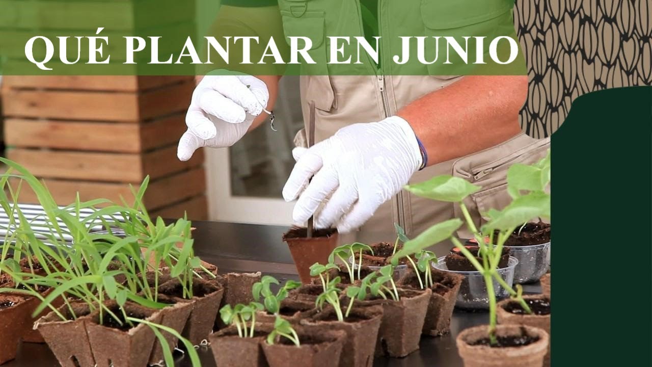 Qué PLANTAR en JUNIO en el HUERTO