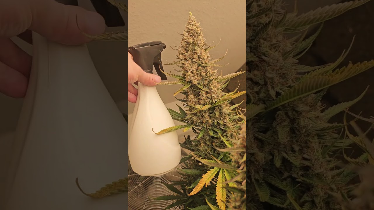 Gorilla Cookie Auto🌱 with @fastbuds420 seeds #pflanzentraining #pflanzenpflege