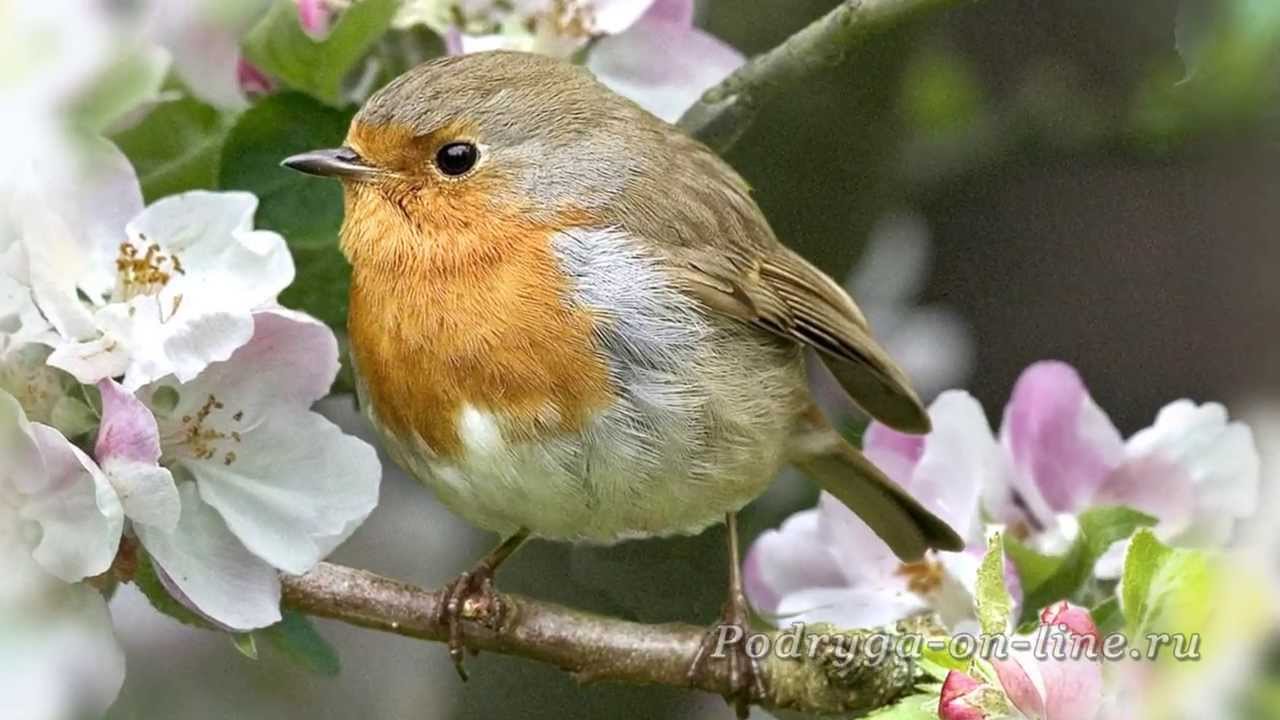 Релаксация под пение птиц - Зарянка (Малиновка).Birdsong. Podryga-on-line.ru
