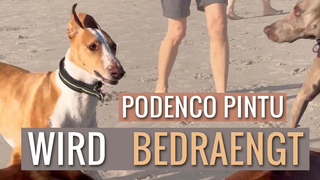 Podenco Pintu wird bedrängt - Sankt Peter Ording III  (219)