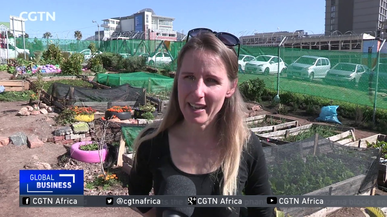 Urban agriculture provides jobs for Cape Town's homeless