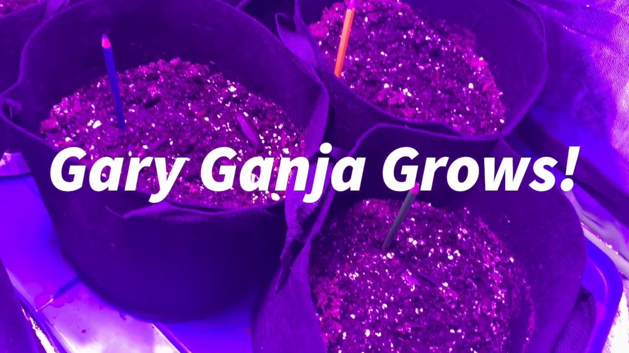 Covid-19 forced me to grow my own! #FromSeedtoSmoke #001