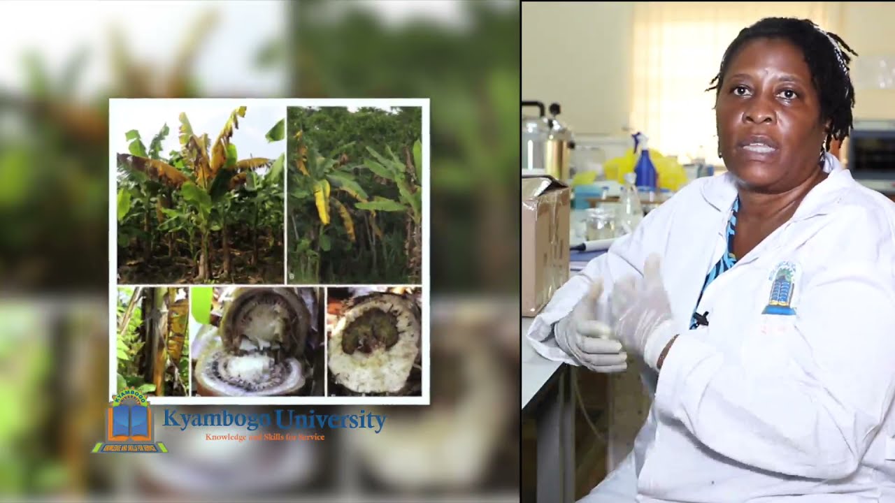 Biocontrol strategies for the management of Banana Xanthomanas Wilt in Uganda: Preliminary findings