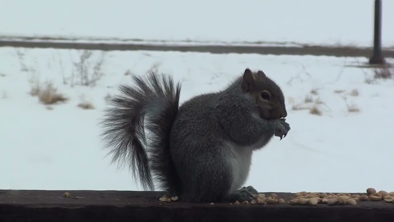 Snickers The Squirrel Trying To Keep Warm In Winter