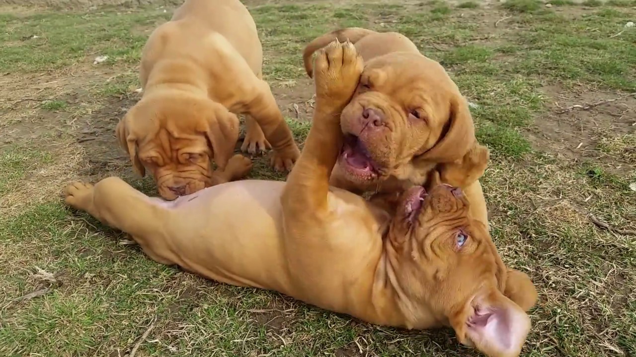 Bordeaux Mastiff Puppies Cuteness!!