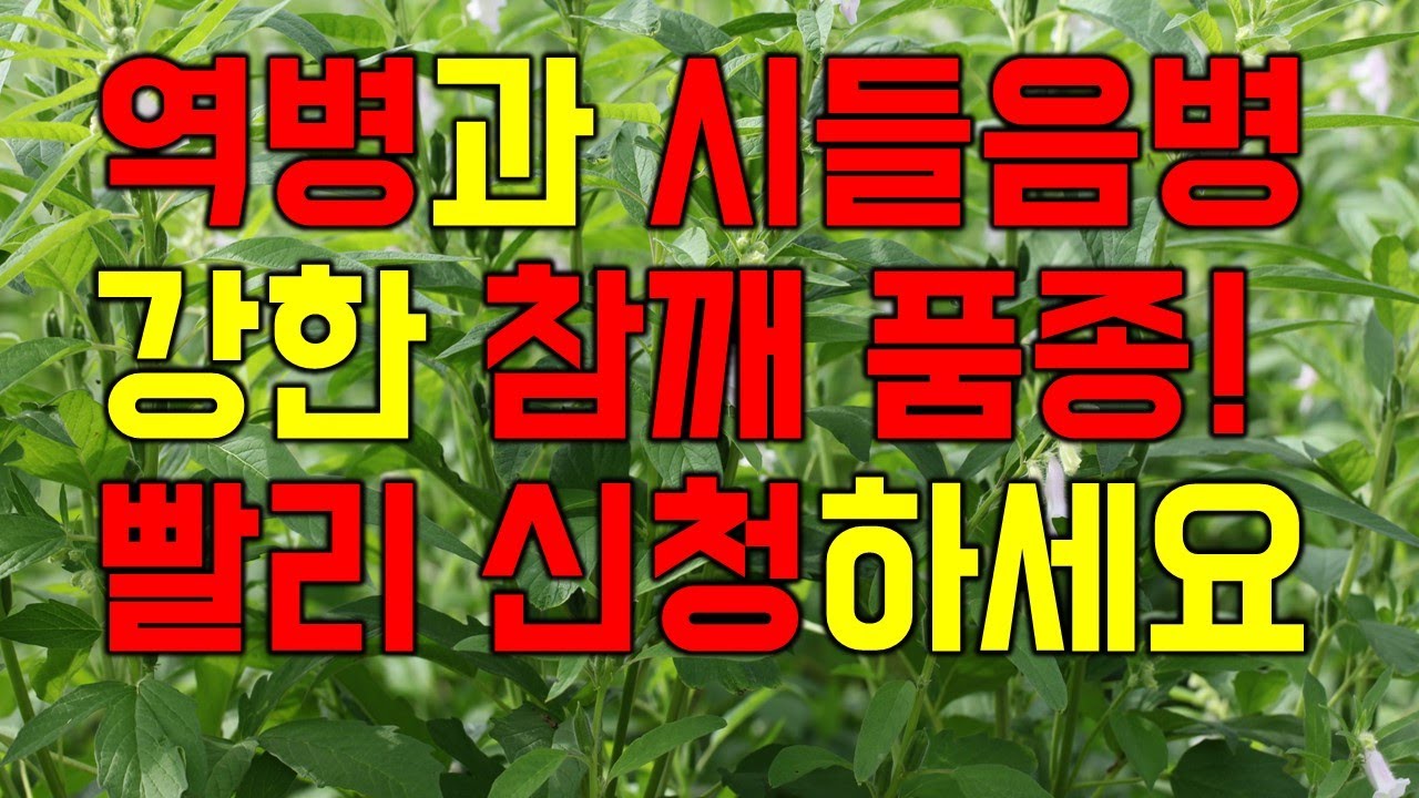 농업진흥청이 추천하는 참깨 품종! 빨리 신청하세요. 역병과 시들음병, 잎마름병에 강하고 수확량 많은 품종 강유 참깨