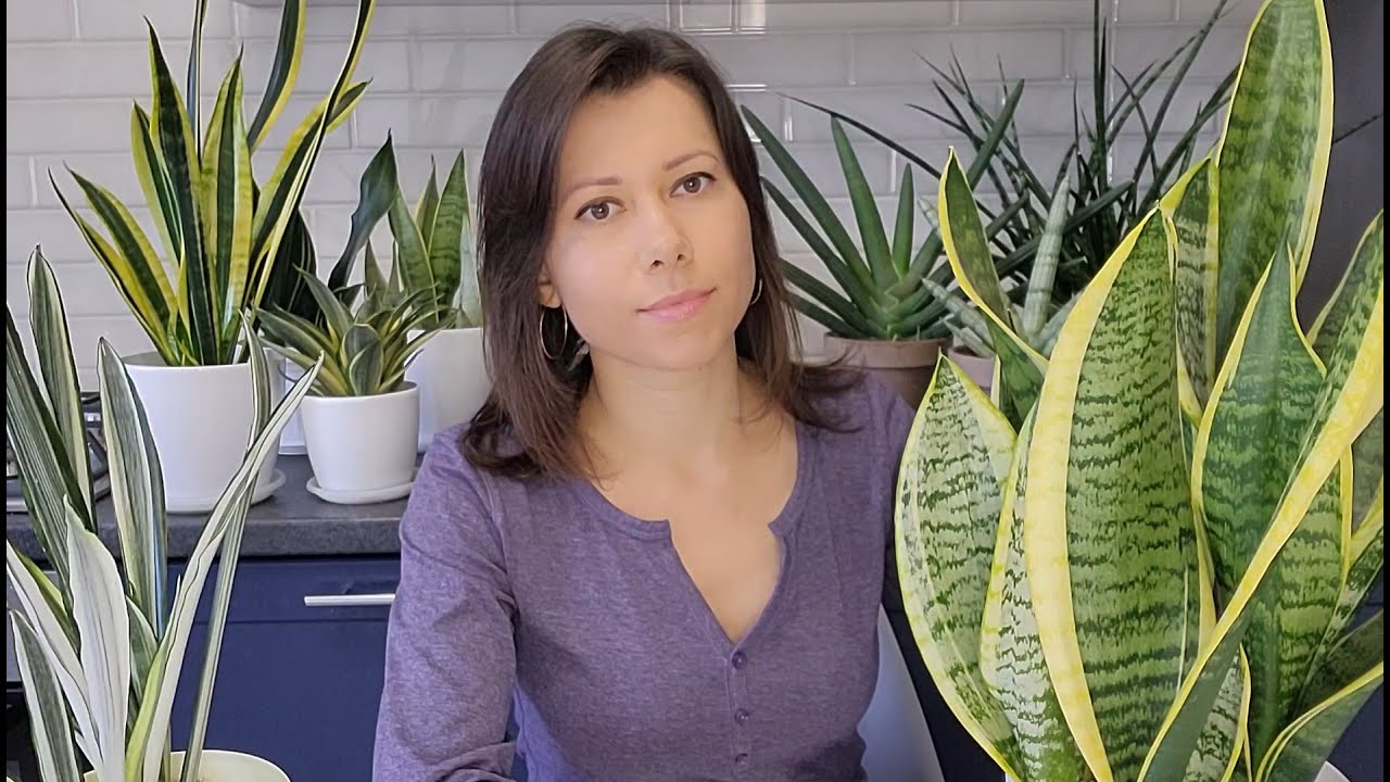 Сансевиерия (Sansevieria). Подробно об уходе, болезнях и вредителях. Влияние сансевиерии на человека