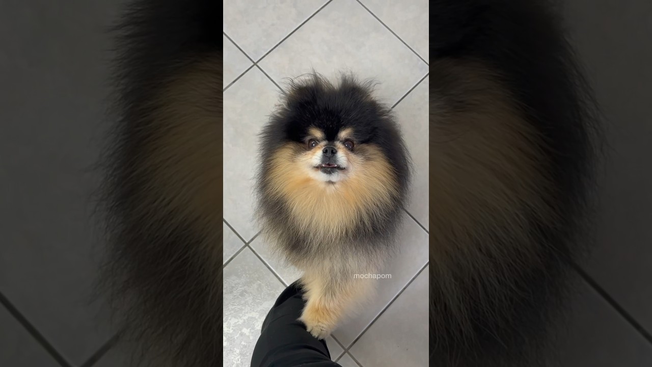 This is what it&rsquo;s like having a dog 🙈 #pomeranian #dog #dogshorts