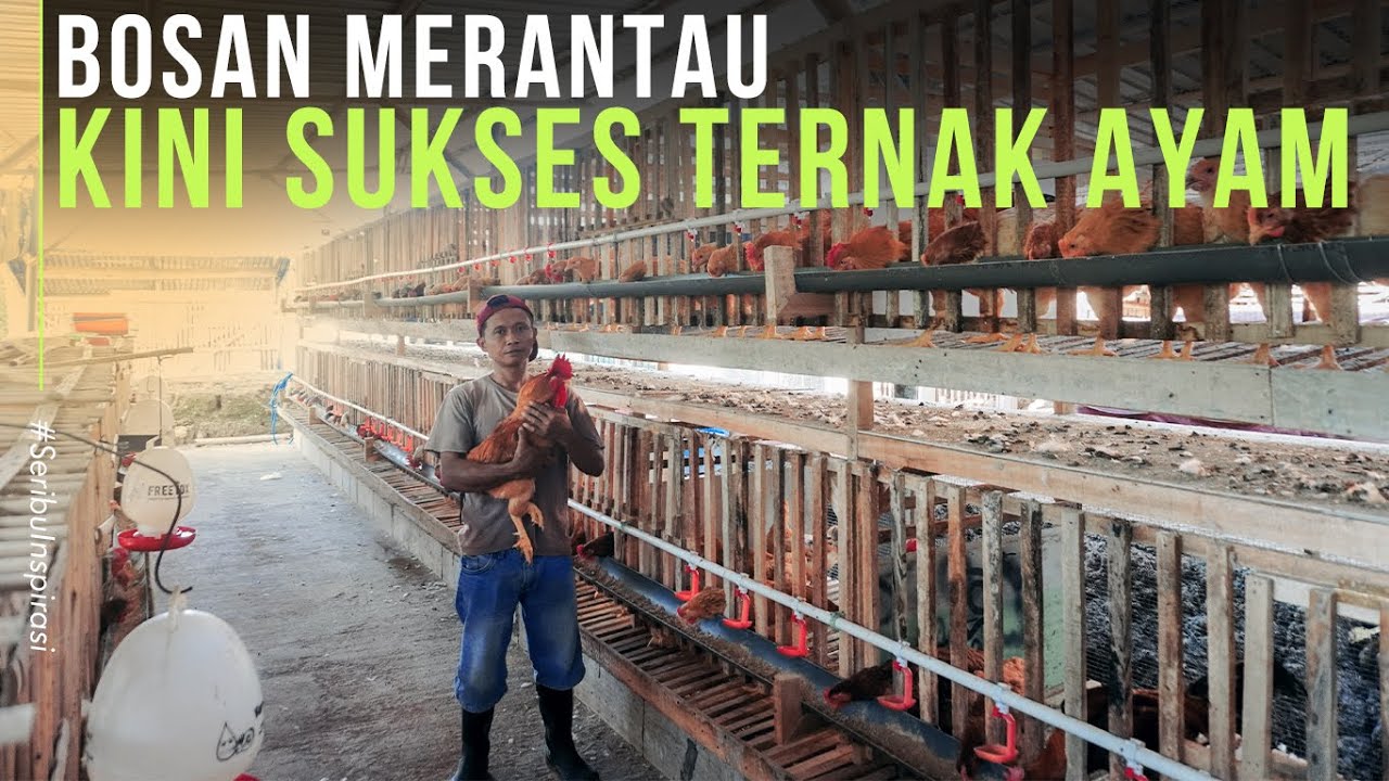 Ternak Ayam KUB Dengan Kandang Baterai Lebih Efisien dan Menguntungkan